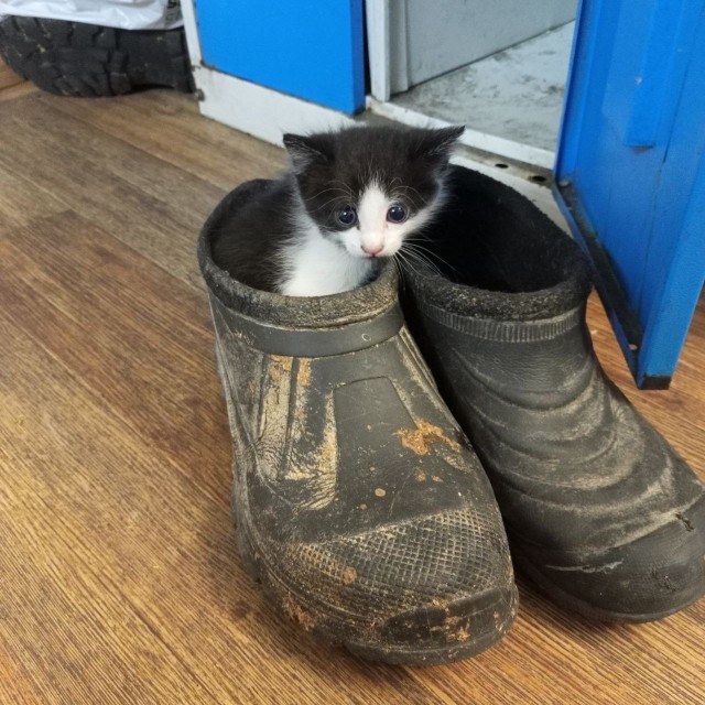 Коты на производстве
