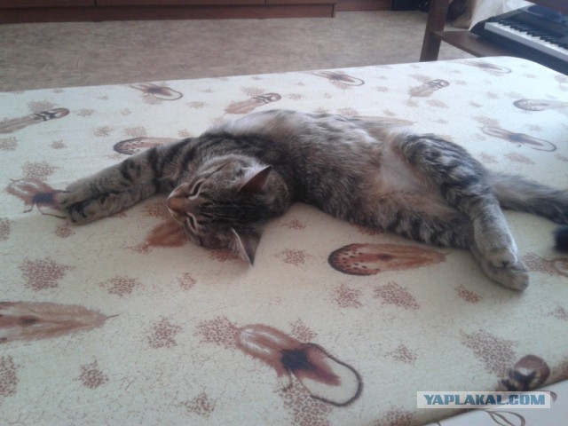 Выполняю обещание