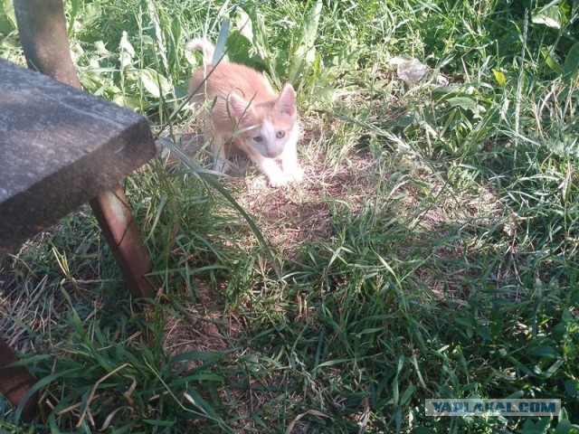 Жизнь домашнего приюта для котеек 501