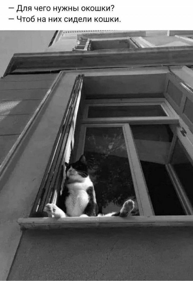 Котовтоник в картинках