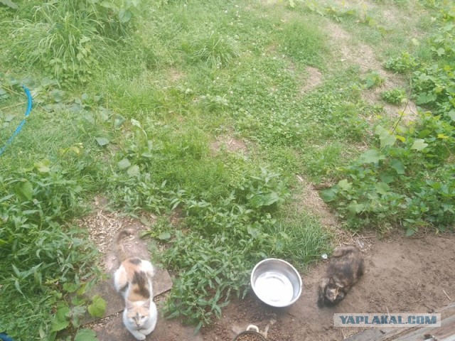 Жизнь домашнего приюта для котеек 504