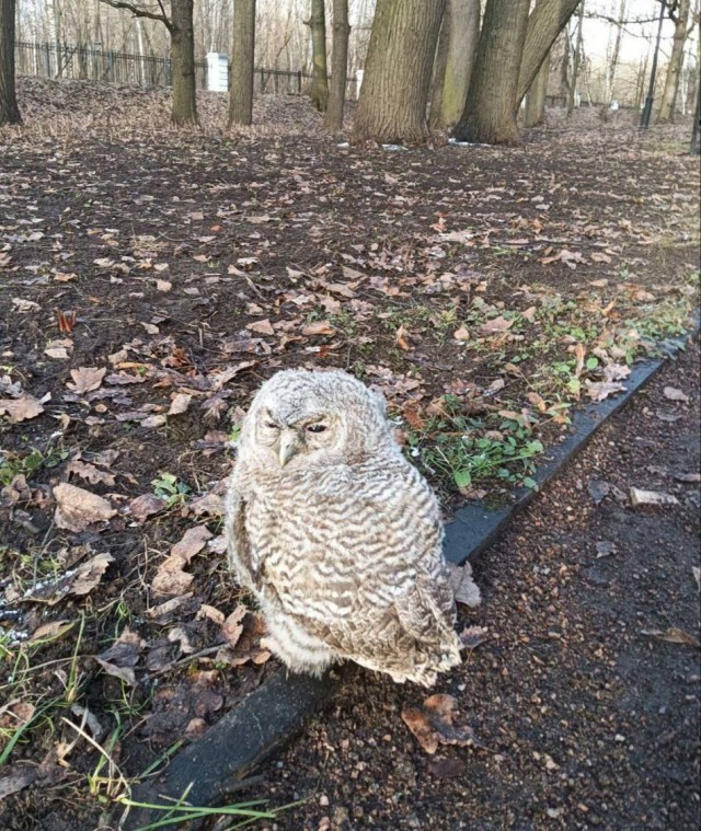 Сонного совёнка-пуховичка заметили в усадьбе Кусково
