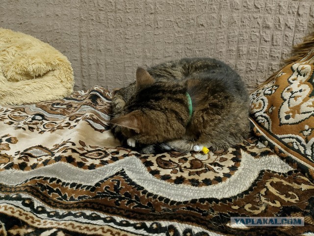 История одного котенка