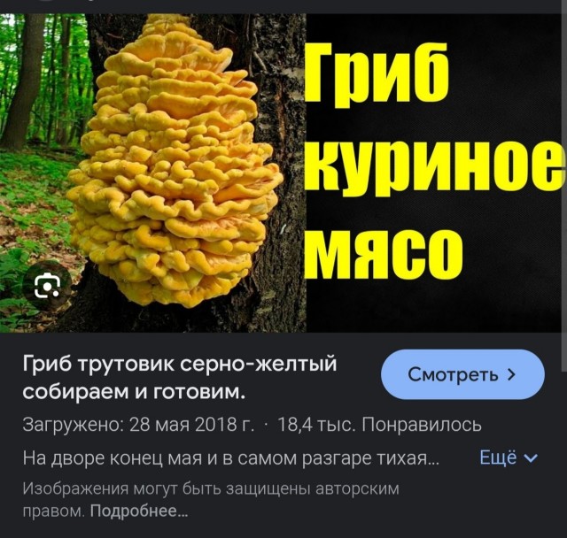 Лисички в сметане. Простой рецепт