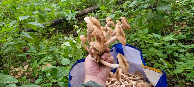 Опята попёрли.