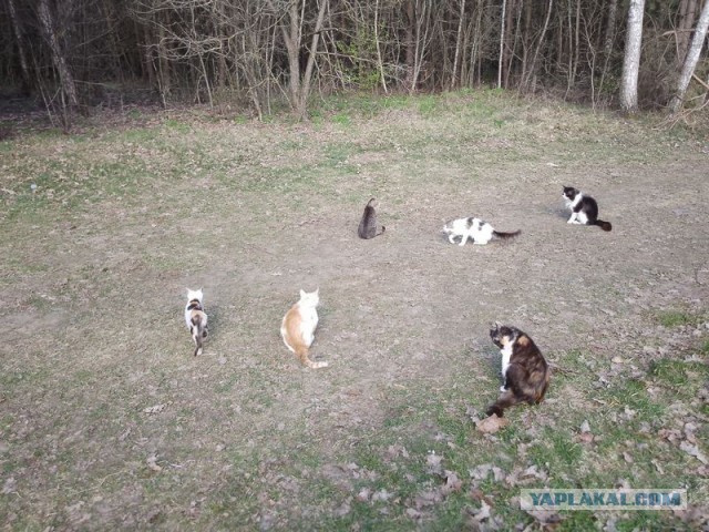 Жизнь домашнего приюта для котеек 577