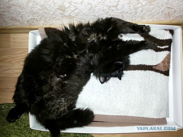 Котовторник 01.04.2014