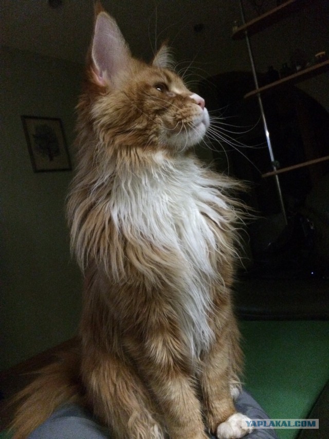 Котовторник 09.09.2014