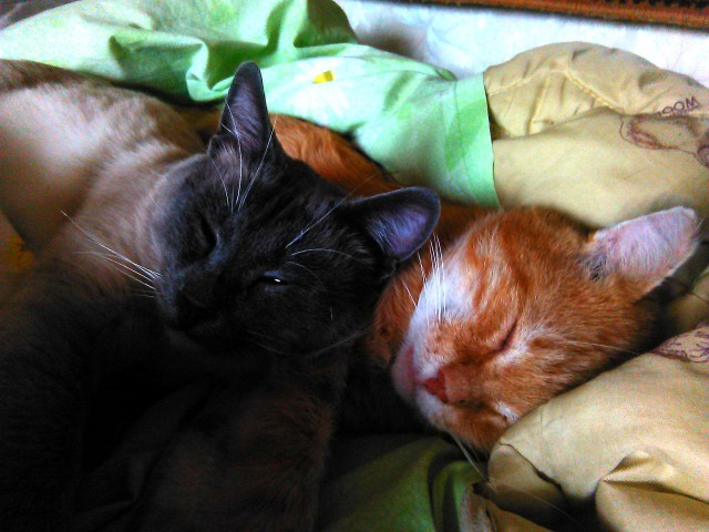 Котовторник 11.11.2014