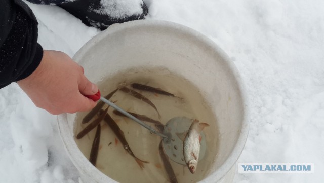 Зимняя рыбалка на жерлицы