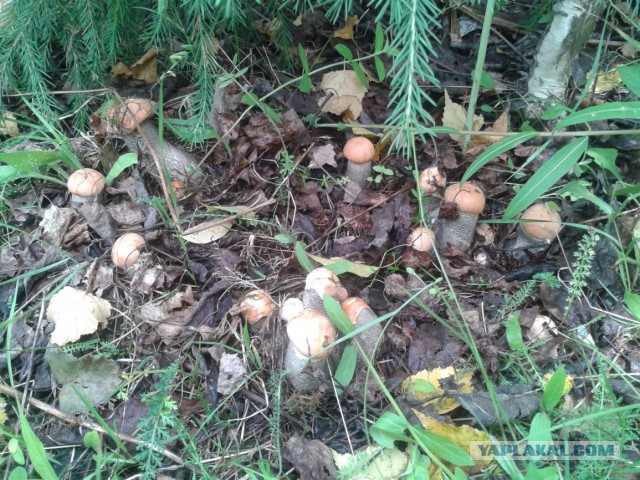 Вспомним лето! Вылазка за грибами.