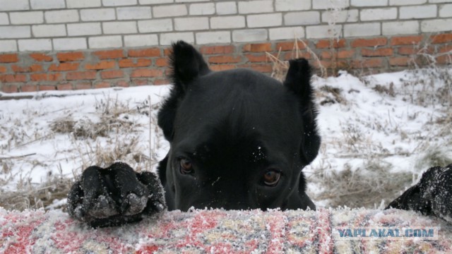 Человеку нужна собака