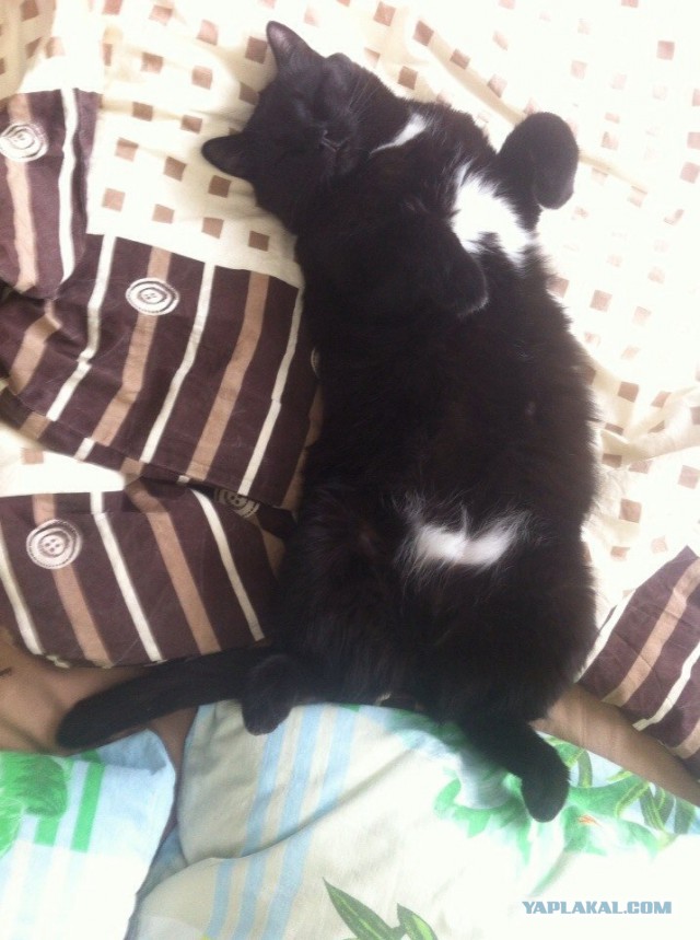 Котовторник 24.03.2015