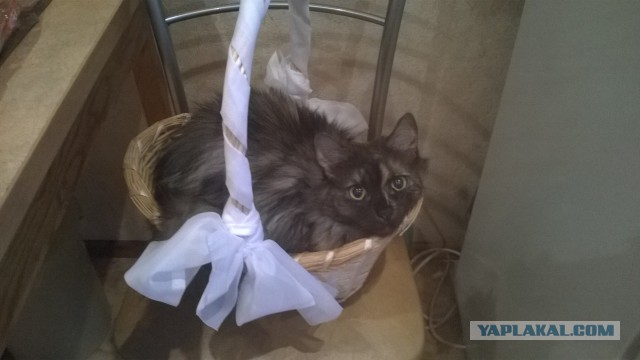 Котовторник