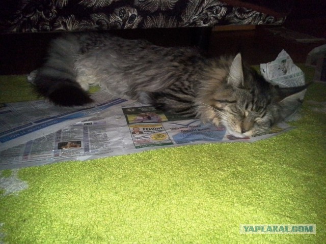 Котовторник 7.07.2015