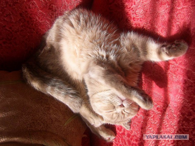 Котовторник 25.08.2015