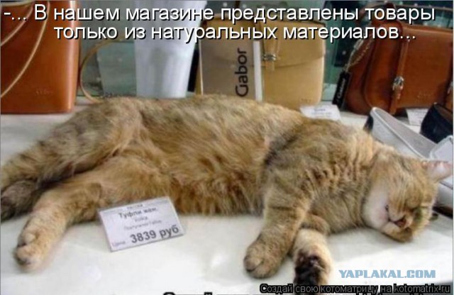 Как спят кошки....