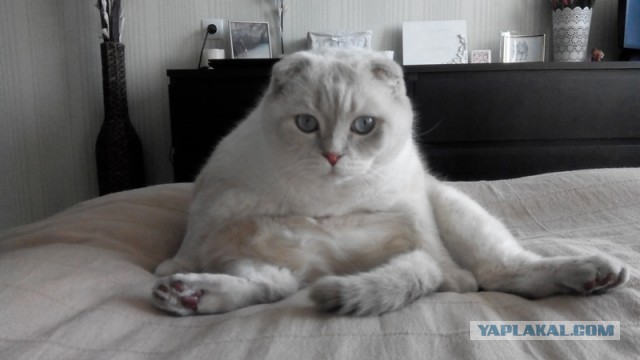Прикольные коты