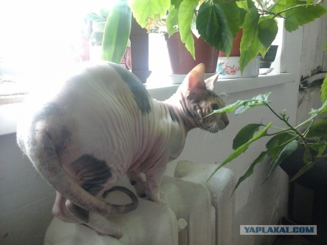 Котовторник 13.10.2015