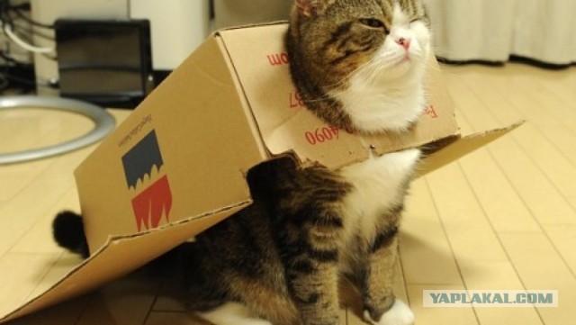 КОТЭдж