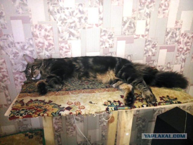 Котовторник