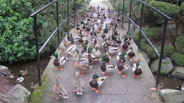 Картинки из интернетов