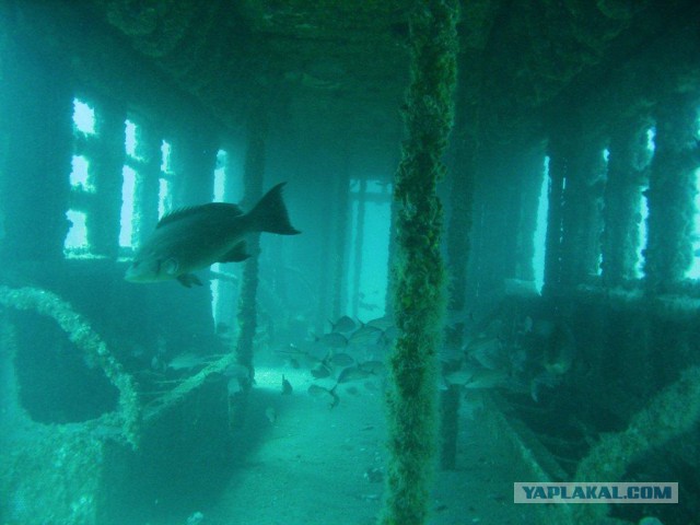 Самые красивые и необычные вещи, которые можно встретить под водой