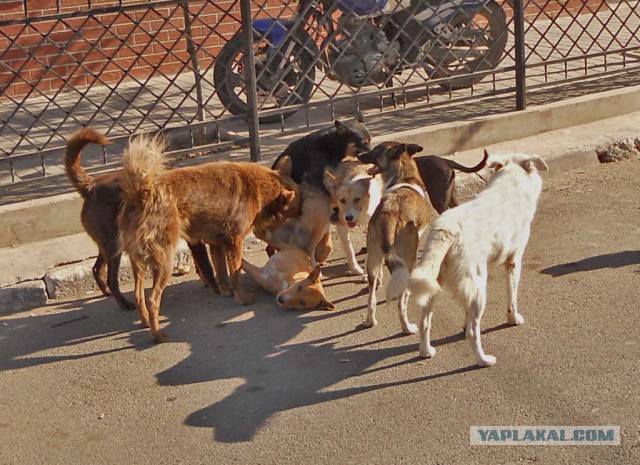 Московская пиццерия доставляет заказы на собаках!