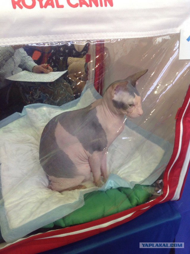 Выставка кошек в Сокольниках