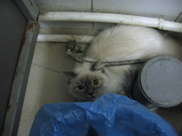 Котовторник 03.05.2016