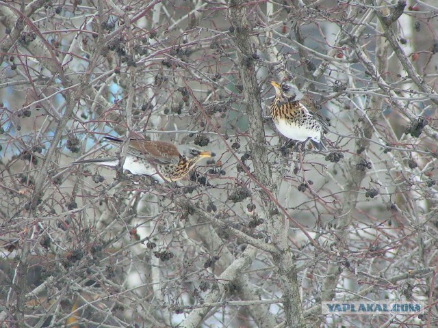 Каких птиц вы видите в городе?