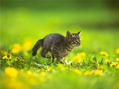 Вторничный котомёт!