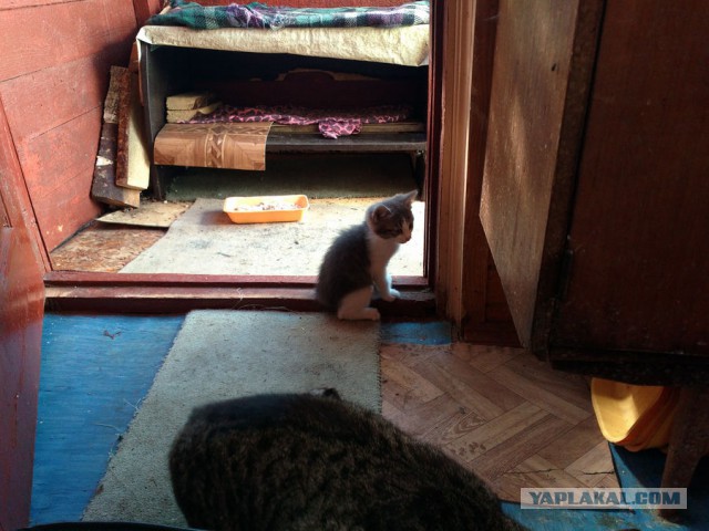 Котовторник 30.08.2016