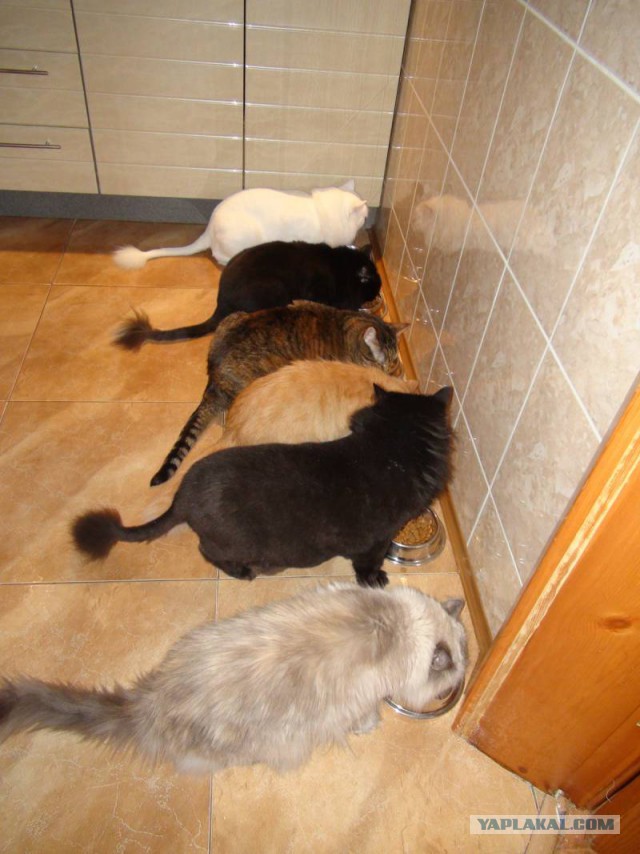 Котовторник  31.01.2017
