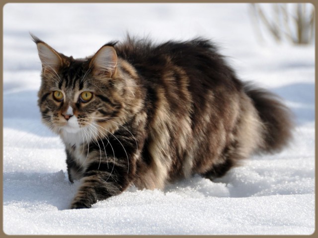 Коты и Кошки