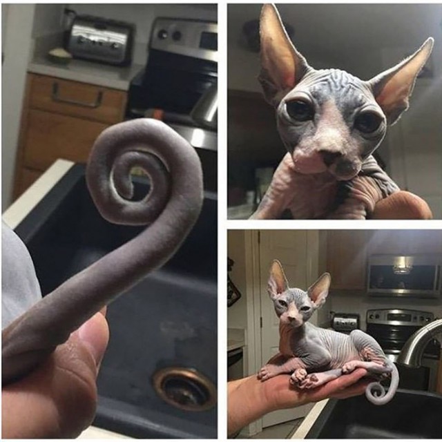 Коты и Кошки