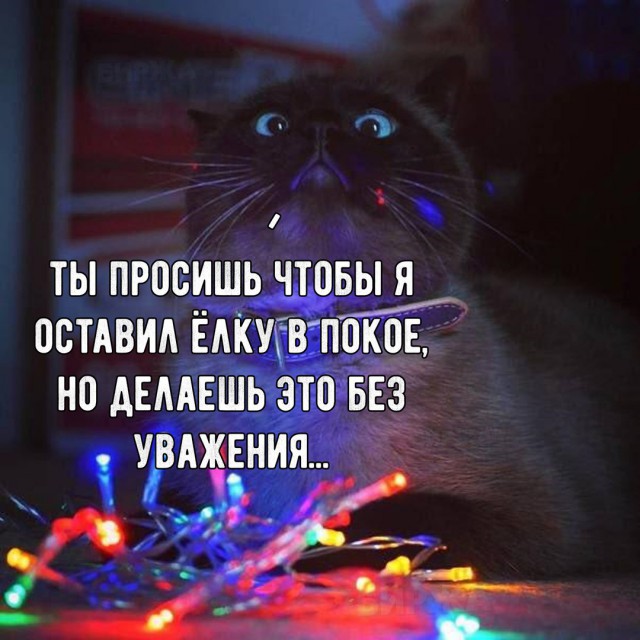 Коты и Кошки