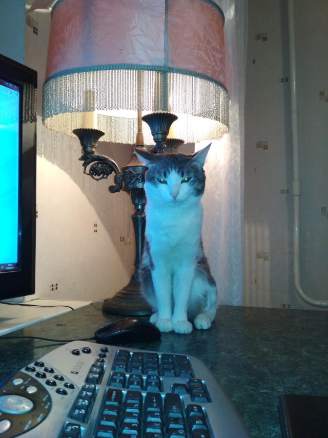 Котовторник  01.05.2018