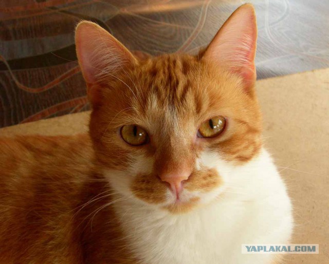 Котовторник 29.5.18