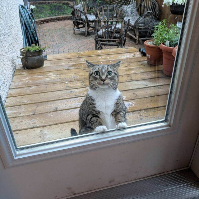 Прикольных котов пост