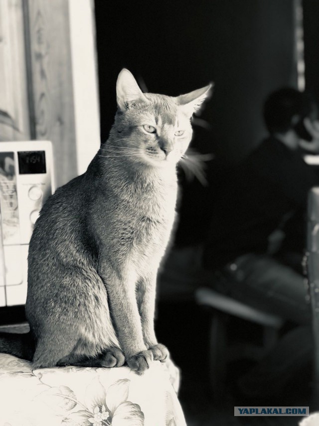 Котовторник 05.06.2018