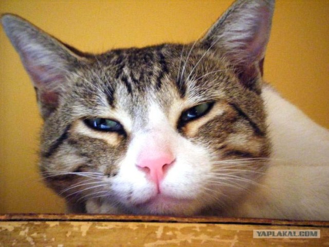 Внимание! На ЯПе КОТОВТОРНИК. 23.09.08.