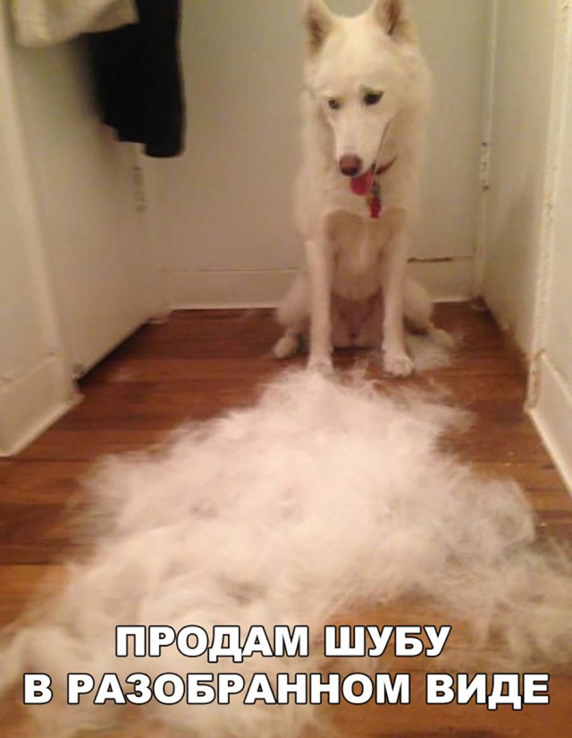 Нестандартный юмор