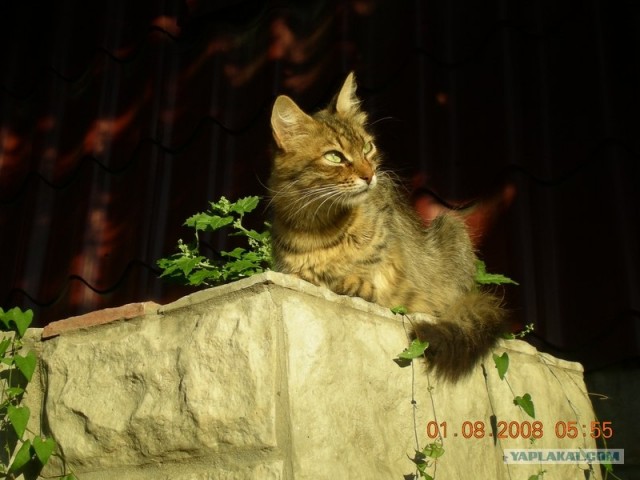Котовторник с корниш-рексами (12 фот)