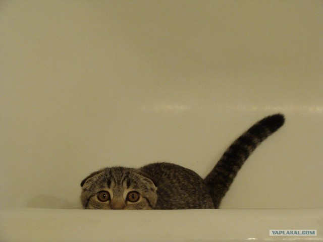 Котовторник на 1-е июня