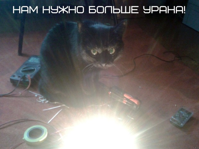 Хорошие новости из Барнаула: суд оправдал кота, подозреваемого в краже электричества
