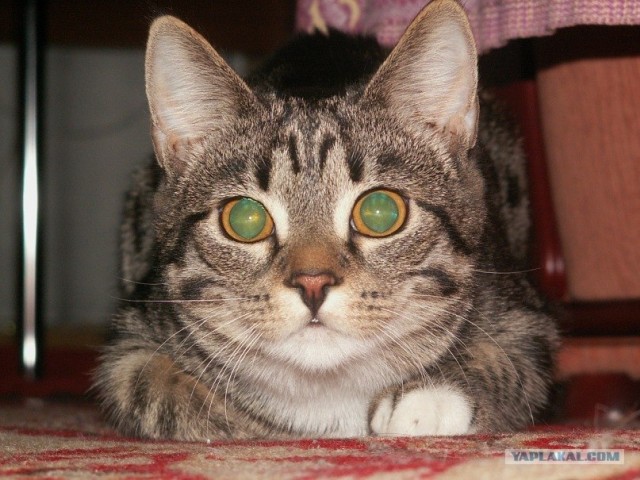 Котовторник 15.02.2011