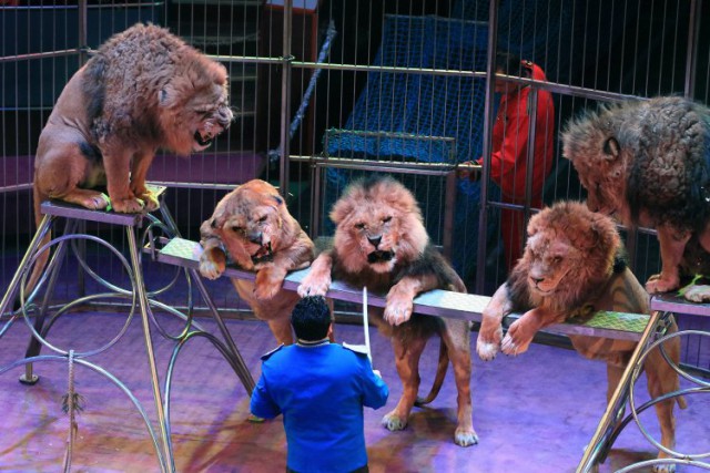 Португалия запретила выступления диких животных в цирке