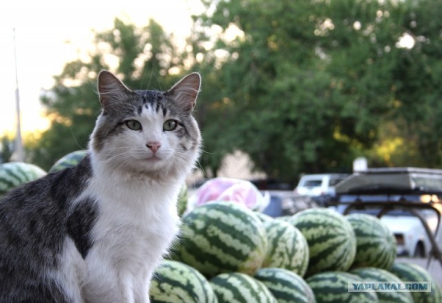 Котовторник 06.09.11