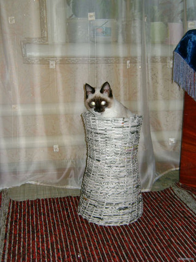 Котовторник! 08.11.11